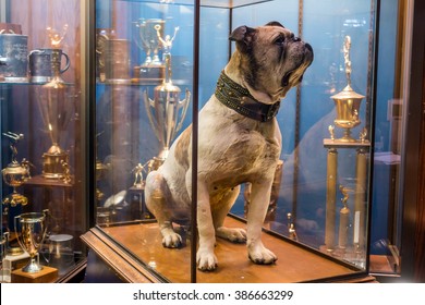 Yale University, New Haven - FEB 23: The Original Handsome Dan On February 23, 2016. It Is A Bulldog Who Serves As The Mascot Of Yale University's Sports Teams In New Haven, Connecticut. 