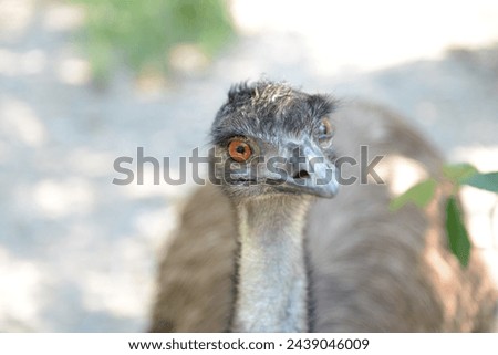 Yalta Zoo ostrich looks carefully