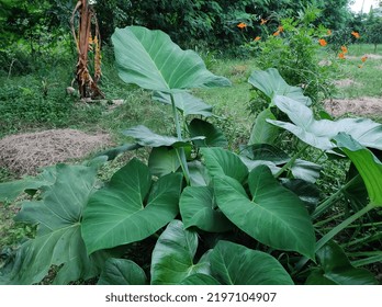 Yam Plant In The Backyard 