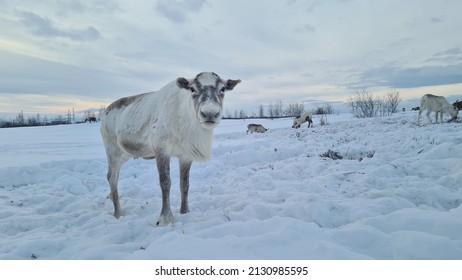 Yamal Deer On The Snowy Tundra. Winter. Yamal. Russia.