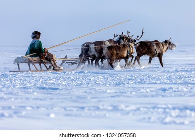 Yamal, Open Area, Tundra,The Extreme North,  Races On Reindeer Sled In The Reindeer Herder's Day On Yamal,