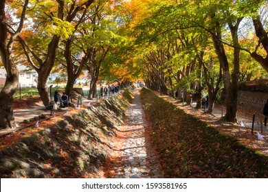 Yamanashi, Japan, November 18, 2019 : Tourists walking see scenery at maple corridor in autumn Kawaguchiko in November 18, 2019 at Yamanashi, Japan.