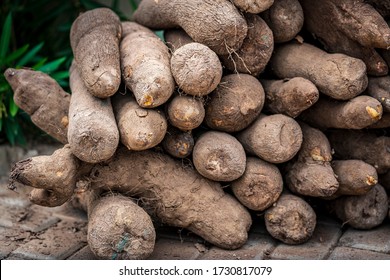 Yams, a staple crop, are stacked at a yam festival in Ghana, West Africa.