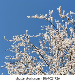 Yanbian Korean Autonomous Prefecture, Jilin, China-April 2020