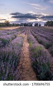 Yanchep Lavender Farm At Sunset