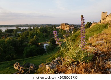 Yandex Hub Serbian rose with flowers