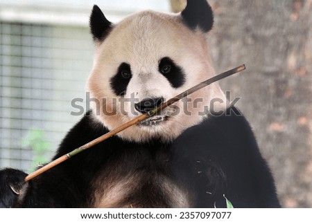 Yang Guang the Panda at Edinburgh Zoo
