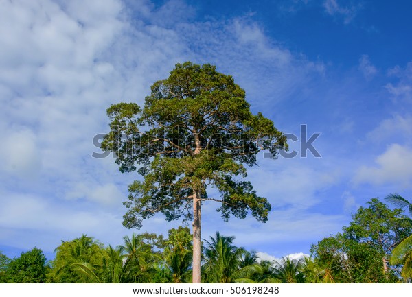 Yang Tree 50 Meters Tall Thailand Stock Photo Edit Now 506198248