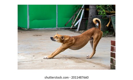 YANGON, MYANMAR. 9 JUN 2014: A cross-bred stray dog in a factory stretches his front legs.  Stray dogs are usually lean as they are active wandering looking for food and mates in the neighbouthood. 
