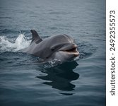 Yangtze Dolphin is a common name for the Baiji (Lipotes vexillifer), a freshwater dolphin species that is believed to be extinct. It was endemic to the Yangtze River in China.