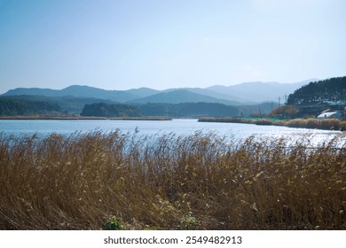 Yangyang County, South Korea - November 3rd, 2024: A serene autumnal view of Pomae Lake with tall grasses swaying in the breeze and forested hills in the hazy background under soft daylight. - Powered by Shutterstock