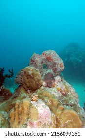 Yap Stone Money Underwater Coral Reef