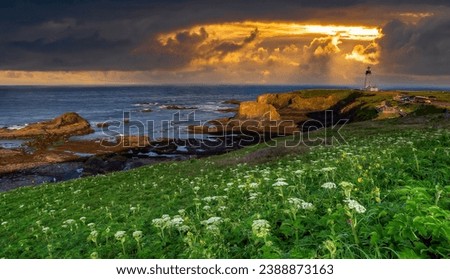 Yaquina Head Lighthouse with common cowparsnip in forground on the Oregon coast at Newport