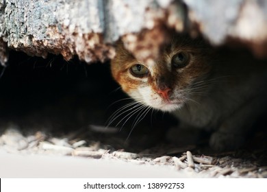 Yard Cat In Abandoned House.