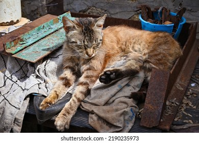 Yard Cat Lies. Funny Cat Pose. The Cat Is Resting.