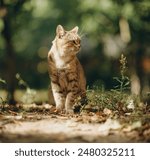 A yard cat walks by itself near the house in the summer.