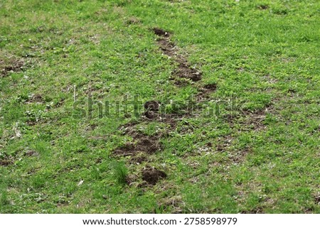 yard damage created by a mole tunnels dirt