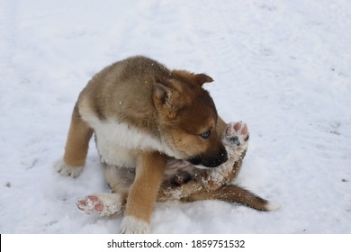 A Yard Dog Puppy Licks The Snow Off His Paw