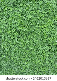 A yard full of clover. The clover fills the entire frame.