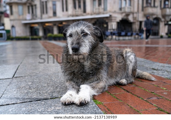 yard hairy gray dog\
​​lies on the sidewalk
