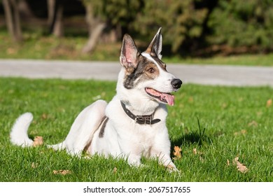 1,588 Dog park scared Images, Stock Photos & Vectors | Shutterstock