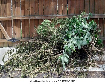 Yard Waste Debris Stacked Against Fence In Neighborhood Alley.