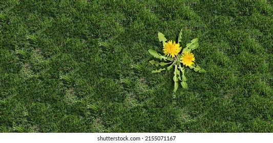 Yard weed problem as a dandelion flower and plant as a symbol of unwanted weeds on a green grass field as a symbol of herbicide use in the garden or gardening and landscaping concept.