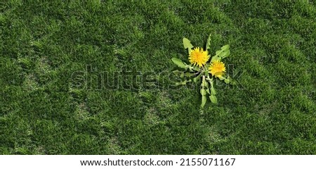 Yard weed problem as a dandelion flower and plant as a symbol of unwanted weeds on a green grass field as a symbol of herbicide use in the garden or gardening and landscaping concept.