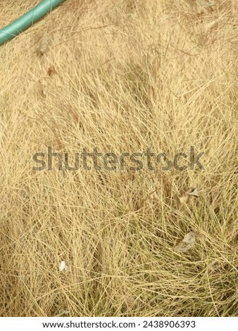 The yard which was filled with green grass has now dried up due to the prolonged dry season. The grass is no longer as beautiful as it used to be and now only leaves dry, golden yellow leaves and is t