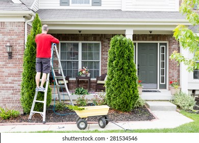 Yard Work Around The House Trimming Thuja Trees Or Arborvitae With A Middle-aged Man Standing On A Stepladder Using A Hedge Trimmer To Retain The Tapering Ornamental Shape