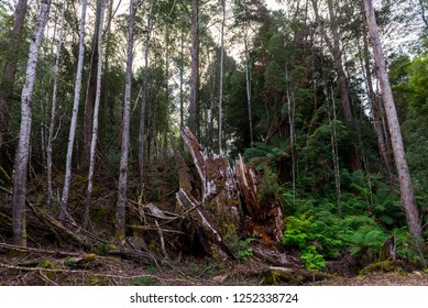 Yarra Ranges National Park, Australia April 2018.