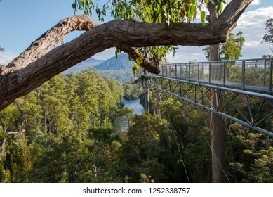 Yarra Ranges National Park, Australia April 2018.