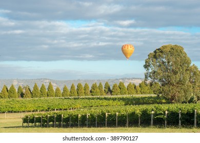 YARRA VALLEY, AUSTRALIA â?? FEBRUARY  19: Vineyards on February 19, 2016 in Yarra Valley. Yarra Valley is one of Australiaâ??s premium wine growing regions.