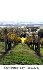 Yarra Valley Vineyard