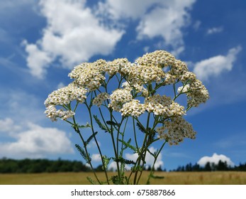 Yarrow; Achillea; Millefolium