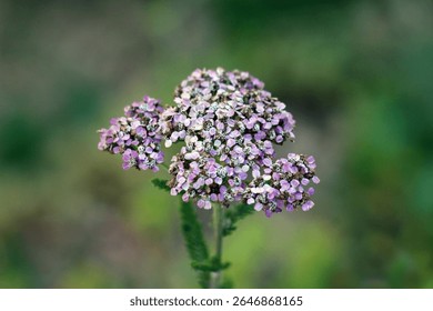 Yarrow Achillea millefolium 