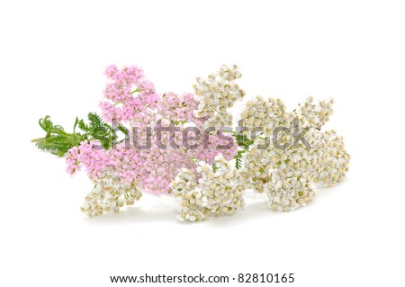 Yarrow (Achillea Millefolium) Flowers (Medicinal Plant) Isolated on White Background