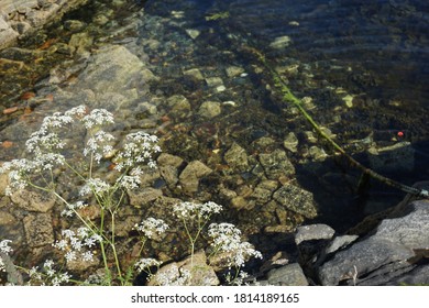 Yarrow Blossom On Blue Water Background