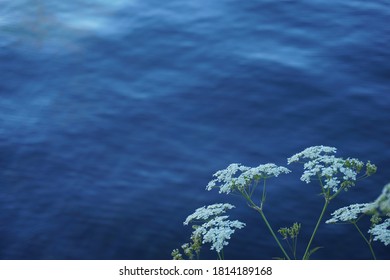 Yarrow Blossom On Blue Water Background