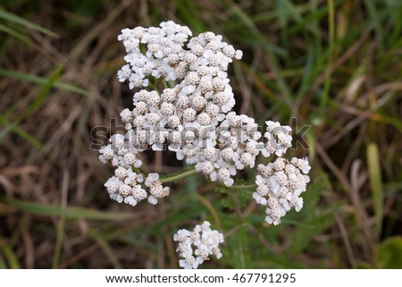 yarrow flower
