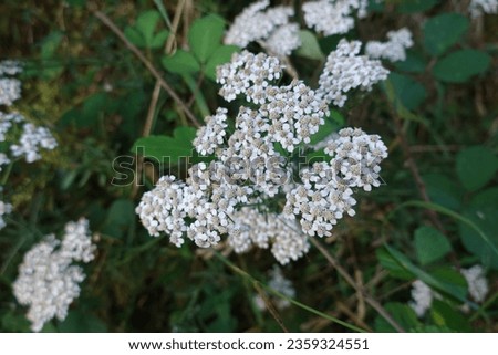 yarrow flower, medicinal plant in the forest, wild plant flower detail.