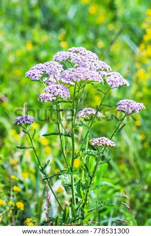 Similar – Hallig Gröde | Sand lilacs on the salt marsh