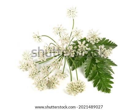 Yarrow Plant Blossom with Leaves  - Achillea millefoliumow isolated on white Background.