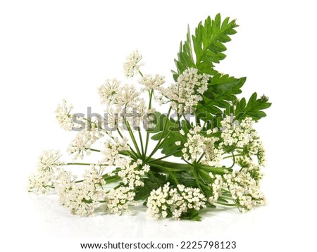 Yarrow Plant Blossom with Leaves  - Achillea millefoliumow isolated on white Background.