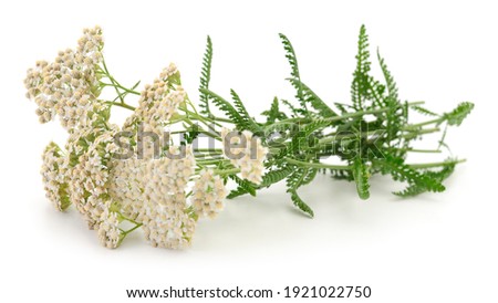 Yarrow plant closeup isolated on white background. 