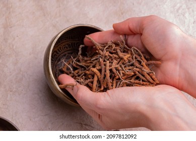 Yarsagumba (Cordyceps Sinensis  Ophiocordyceps Sinensis) 