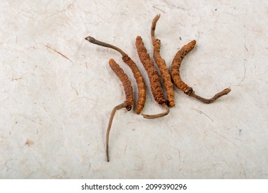 Yarsagumba Cordyceps Sinensis Ophiocordyceps Sinensis Belonging To Ophiocordycipitaceae Family
Is A Fungus