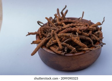 Yarsagumba Cordyceps Sinensis Ophiocordyceps Sinensis Belonging To Ophiocordycipitaceae Family
Is A Fungus