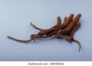 Yarsagumba Cordyceps Sinensis Ophiocordyceps Sinensis Belonging To Ophiocordycipitaceae Family
Is A Fungus