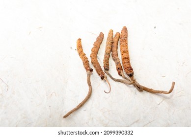 Yarsagumba Cordyceps Sinensis Ophiocordyceps Sinensis Belonging To Ophiocordycipitaceae Family
Is A Fungus